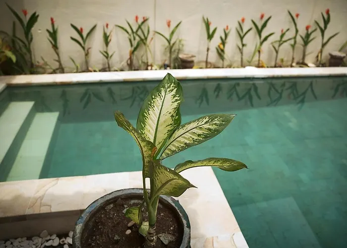 Papaya Villa *